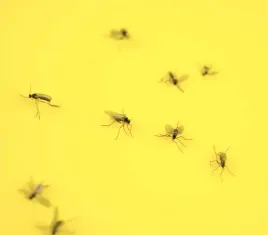 lep-do-doniczek-szklarni-na-mszyce-ziemiorki-muszki-mrowki-no-pest-35-szt