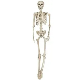 szkielet-xxl-kosciotrup-160-cm-ruchome-czesci-szkieleto-dekoracja-halloween