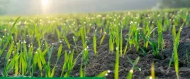 maxim-025-fs-1l-syngenta-zaprawa-do-nasion-o-szerokim-zastosowaniu