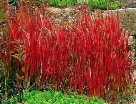 czerwona-trawa-imperata-red-baron-mrozoodporna