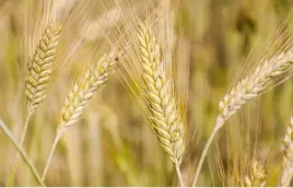 nasiona-zyto-ozime-na-poplon-ziarno-1kg