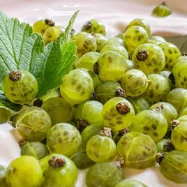 porzeczka-zielona-green-blackcurrant-cassissima-zupelna-nowosc