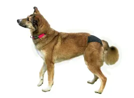 trixie-majtki-na-cieczke-psa-czarne-m-40-49cm