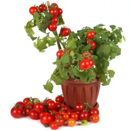 pomidor-bajaja-wczesny-bardzo-plenny-pyszny-koktajlowy-na-balkon-nasiona