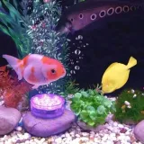 wodoodporna-lampka-10-led-rgb-pilot-podstawka-do-akwarium-basenu-pilot-ip68-zasilanie-bateryjne