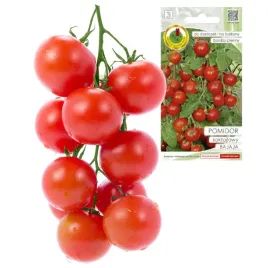 pomidor-bajaja-wczesny-plenny-pyszny-koktajlowy-na-balkon-nasiona