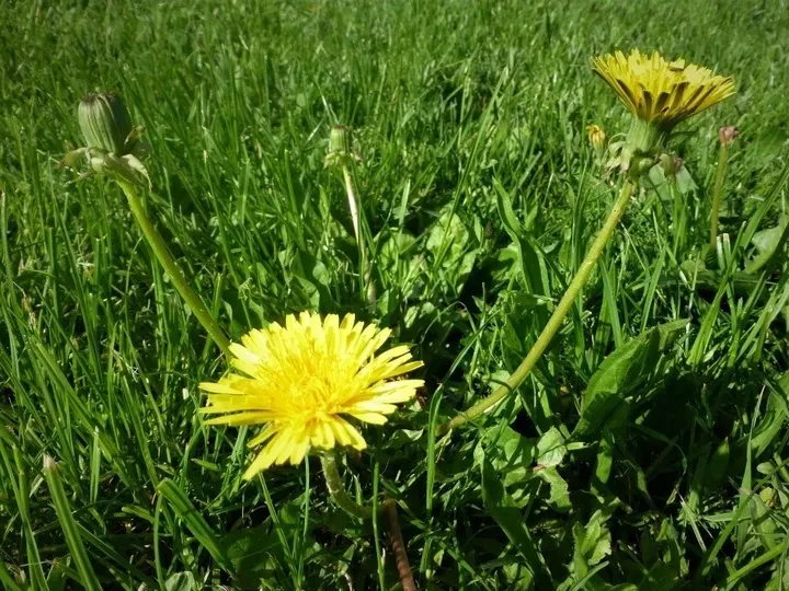 chwastox-complex-260-ew-1l