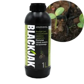 blackjak-1l-rozbudowuje-korzenie
