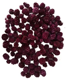 szyszka-modrzewiowa-szyszki-modrzewiowe-modrzew-fioletowe-200gram-100-sztuk
