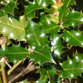 ostrokrzew-meservy-blue-prince-meski-zimozielony-idealny-na-zywoplot-1l