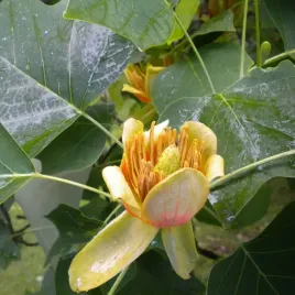 tulipanowiec-amerykanski-liriodendron-tulipifera-drzewo-tulipanowe-2l