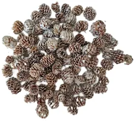 szyszka-modrzewiowa-szyszki-modrzewiowe-modrzew-bielone-200gram-100-sztuk