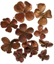 lotus-naturalny-8-10-cm-duzy-kwiaty-lotusu-susz-egzotyczny-susz-10-sztuk