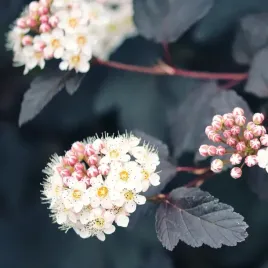 pecherznica-kalinolistna-diabolo-3l-szybkorosnacy-dekoracyjny-krzew