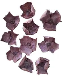 palm-cup-wrzosowy-6-12-cm-10-sztuk-kwiat-orzech-susz-egzotyczny-do-stroikow