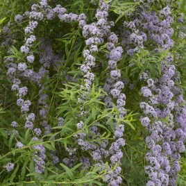 budleja-skretolistna-alternifolia-mrozoodporna-fioletowe-kwiaty-sadzonka-2l