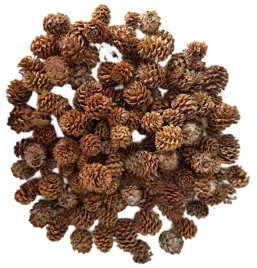 szyszka-modrzewiowa-szyszki-modrzewiowe-modrzew-naturalne-130gram-100-sztuk