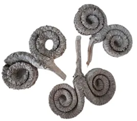 baranie-rogi-bielone-3-sztuki-9cm-susz-egzotyczny-do-stroikow-dekoracji