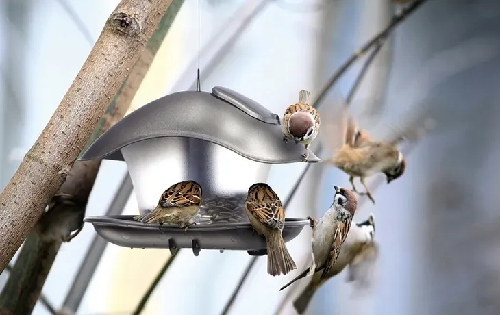 karmnik-dla-ptakow-glebokosc-produktu-18-cm