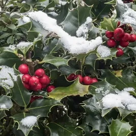 ostrokrzew-meservy-blue-princess-zimozielony-zywoplot-czerwone-owoce-1l