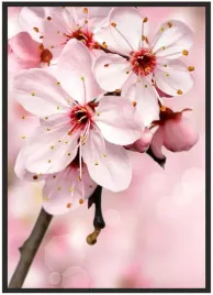 plakat-bez-ramy-a5-13x18-kwiat-wisni-02