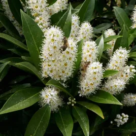 laurowisnia-karlowa-otto-luyken-prunus-niska-odmiana-1l