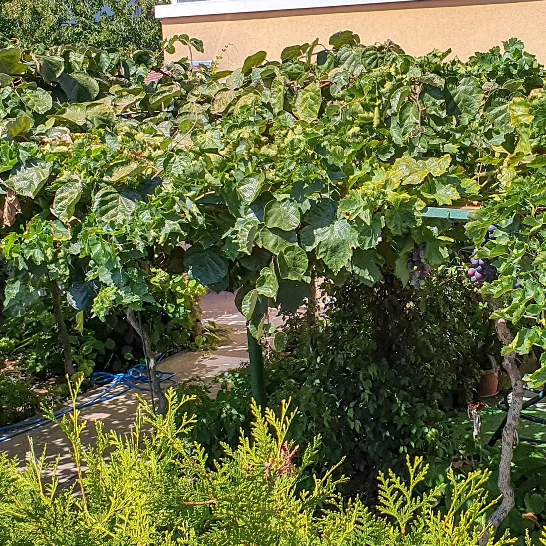 winorosl-v-68021-2l-waga-z-opakowaniem-1-5-kg