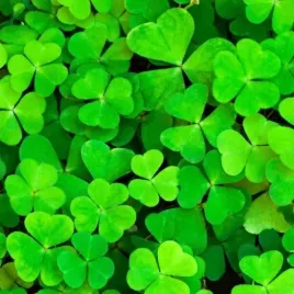 mikrokoniczyna-drobnolistna-koniczyna-trawa-nasiona-100-m-05kg