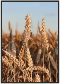 plakat-bez-ramy-a3-30x40-duzo-wzorow-rosliny-13