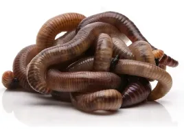 300szt-kompostowe-dzdzownice-kalifornijskie