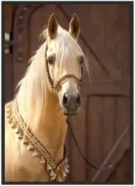 plakat-bez-ramy-a3-30x40-zwierzeta-27