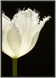 plakat-bez-ramy-a3-30x40-duzo-wzorow-kwiaty-38