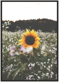 plakat-bez-ramy-a3-30x40-slonecznik-04