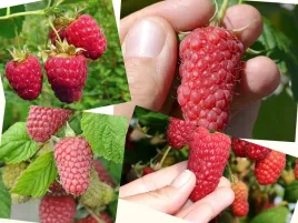 malina-czerwona-rubus-ideaus-vetenj-jesienna-duze-owoce-sadzonki