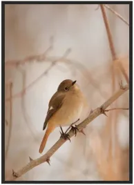 plakat-bez-ramy-a5-13x18-duzo-wzorow-ptak-03