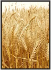 plakat-a3-30x40-w-ramie-duzo-wzorow-rosliny-19