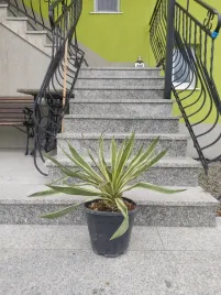 yucca-gloriosa-veriogata-mrozoodporna