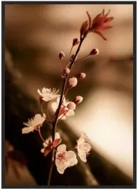 plakat-a3-30x40-w-ramie-kwiat-wisni-04