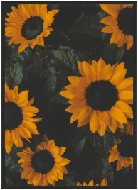 plakat-bez-ramy-a3-30x40-slonecznik-01