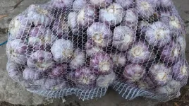 czosnek-zimowy-harnas-polski-duzy-10kg-kaliber-6