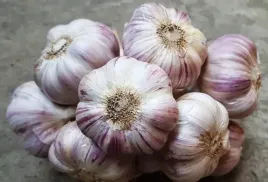 czosnek-polski-lubasza-500g-ozimy-mega-kaliber