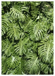 plakat-a3-30x40-w-ramie-tmp-tropiki-09