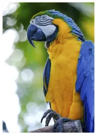 plakat-a4-21x30-w-ramie-tmp-papuga-01