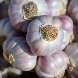 czosnek-arkus-1000g-polski-mocny-aromat-1kg-ozimy