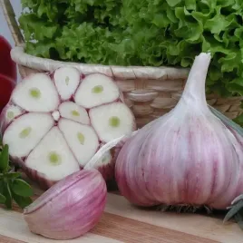 czosnek-zimowy-harnas-swiezy-polski-1kg