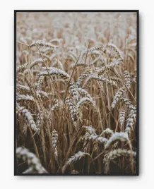 plakat-a3-30x40-w-ramie-imp-zboze-09