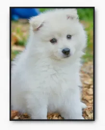 plakat-a3-30x40-w-ramie-imp-zwierzatka-cute-02