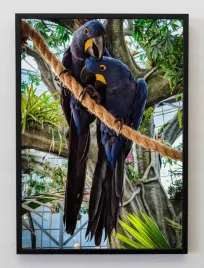 plakat-a3-30x40-w-ramie-jmp-ptaki-06
