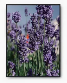 plakat-a3-30x40-w-ramie-imp-lawenda-07