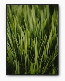 plakat-a3-30x40-w-ramie-imp-trawa-18
